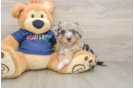 Petite Mini Aussiedoodle Poodle Mix Pup
