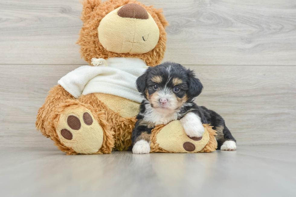 Mini Aussiedoodle Pup Being Cute