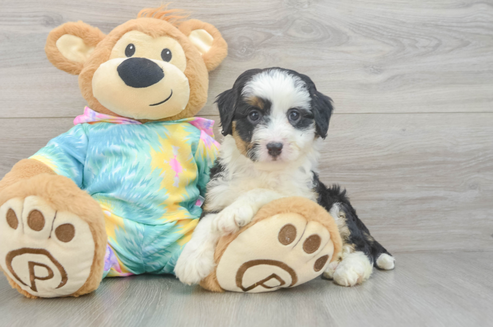 5 week old Mini Aussiedoodle Puppy For Sale - Windy City Pups