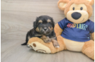 Mini Aussiedoodle Puppy for Adoption