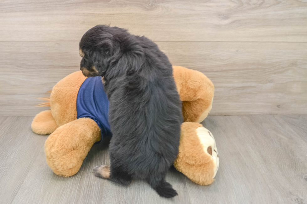 Cute Mini Aussiedoodle Baby
