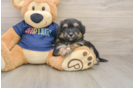 Playful Aussiepoo Poodle Mix Puppy