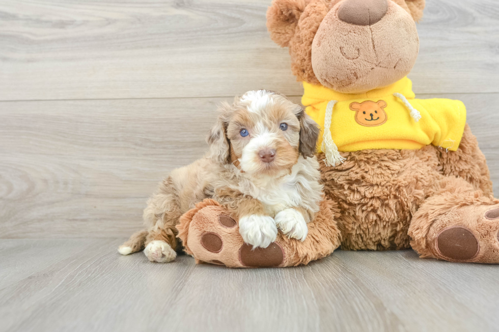 Best Mini Aussiedoodle Baby