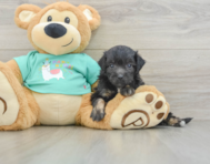 7 week old Mini Aussiedoodle Puppy For Sale - Windy City Pups