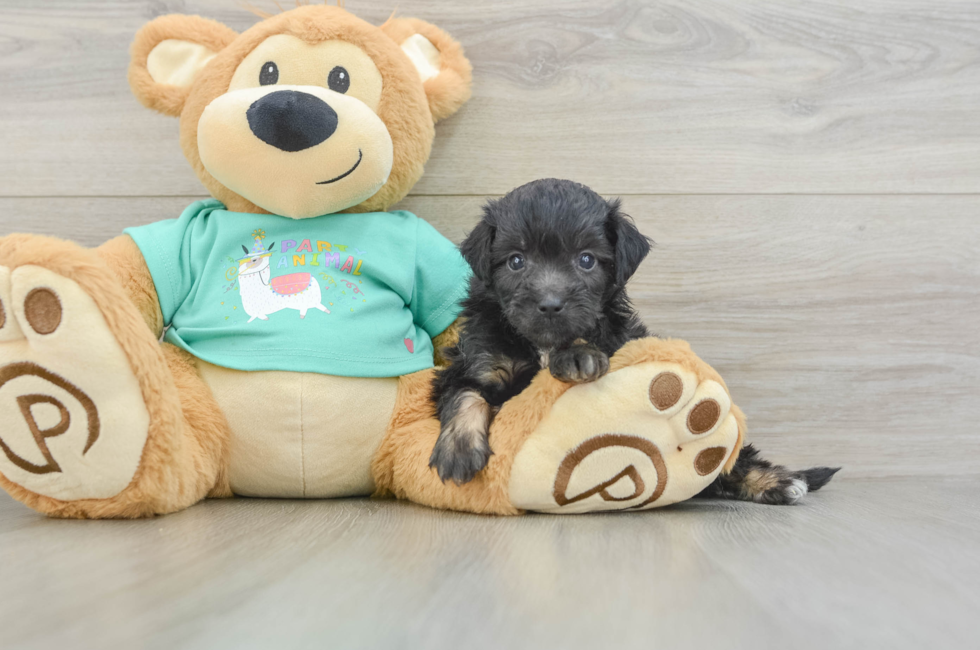 6 week old Mini Aussiedoodle Puppy For Sale - Windy City Pups