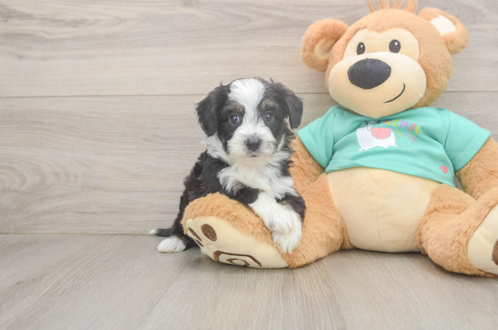 5 week old Mini Aussiedoodle Puppy For Sale - Windy City Pups