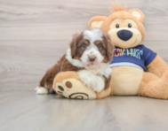 5 week old Mini Aussiedoodle Puppy For Sale - Windy City Pups