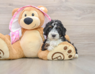 8 week old Mini Aussiedoodle Puppy For Sale - Windy City Pups