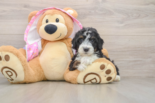 Popular Mini Aussiedoodle Poodle Mix Pup
