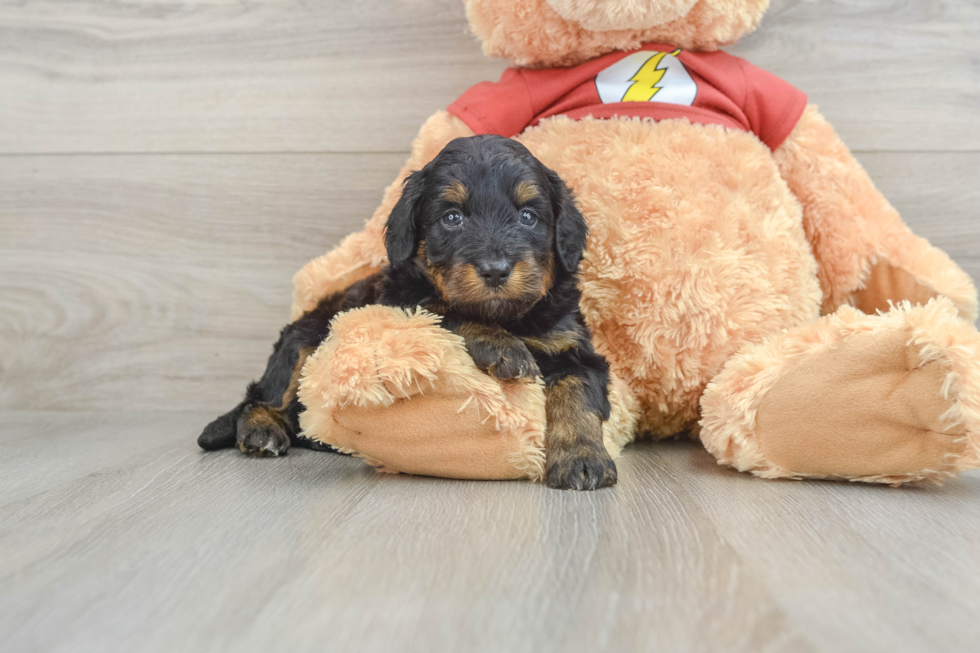 Fluffy Mini Aussiedoodle Poodle Mix Pup