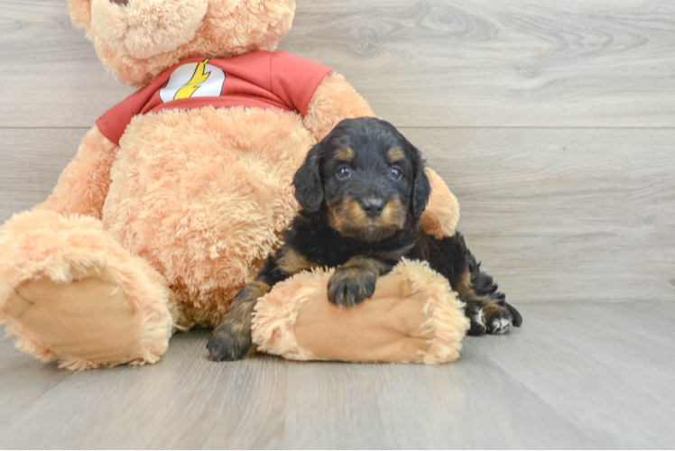 Mini Aussiedoodle Pup Being Cute