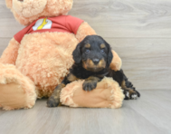 6 week old Mini Aussiedoodle Puppy For Sale - Windy City Pups