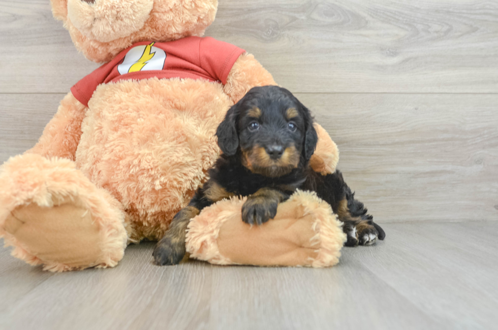 6 week old Mini Aussiedoodle Puppy For Sale - Windy City Pups