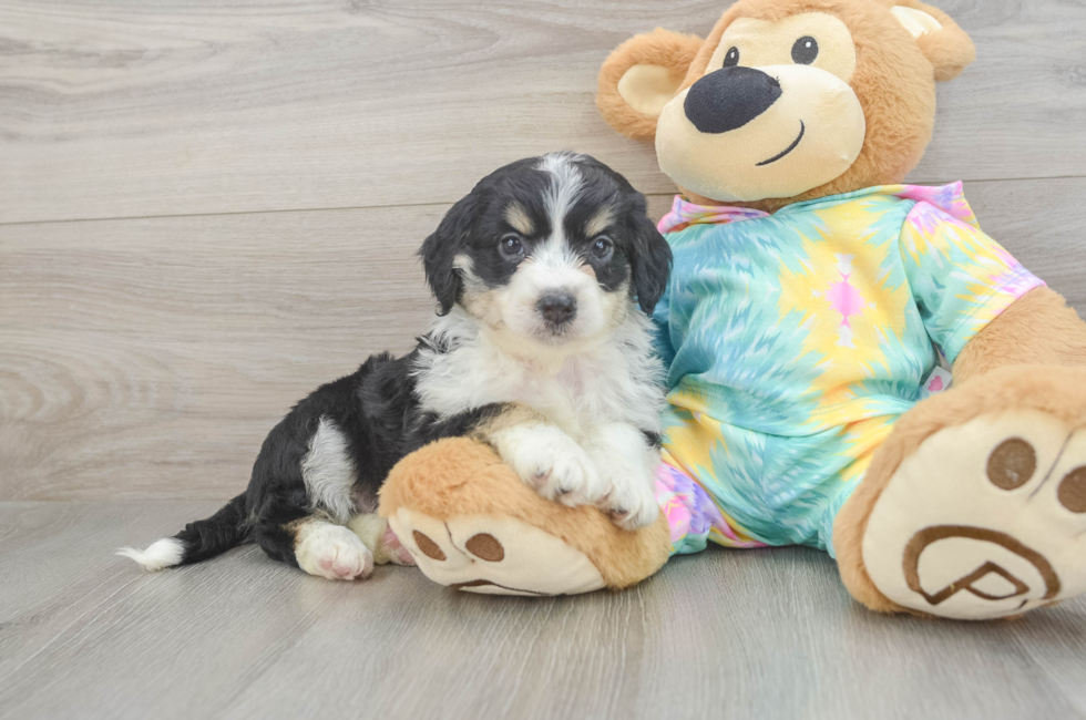 5 week old Mini Aussiedoodle Puppy For Sale - Windy City Pups