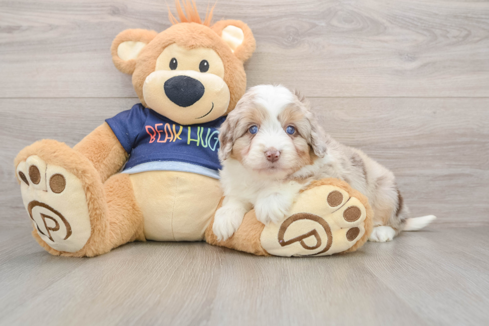 Energetic Aussie Poo Poodle Mix Puppy