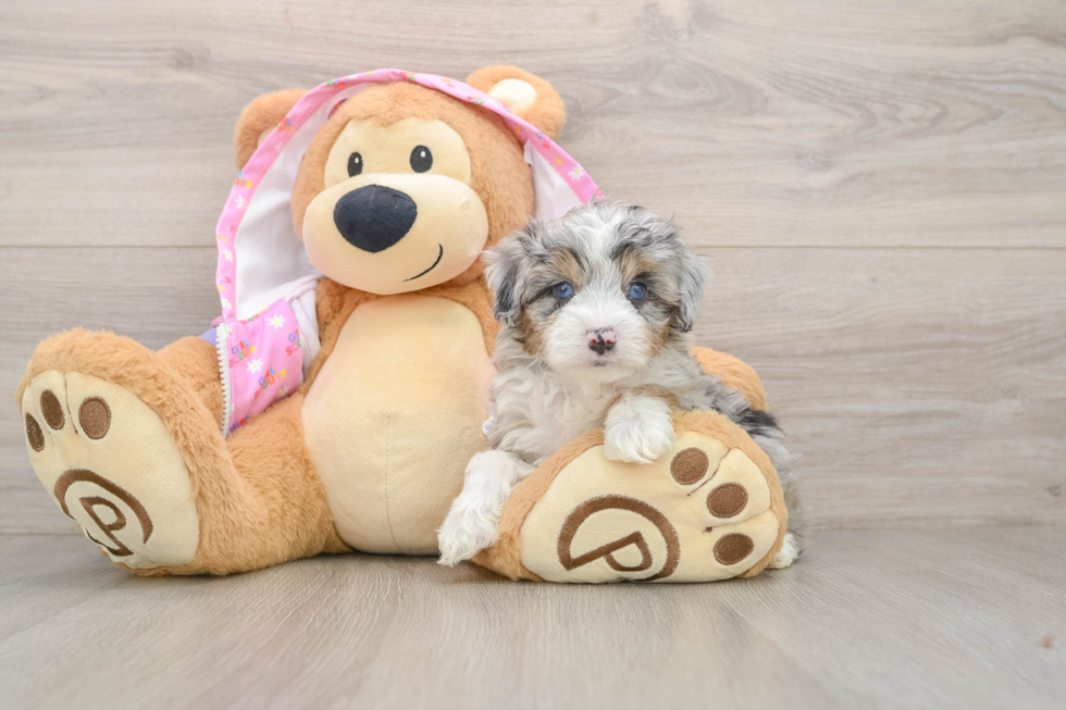 Best Mini Aussiedoodle Baby