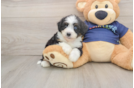 Best Mini Aussiedoodle Baby