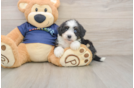 Best Mini Aussiedoodle Baby