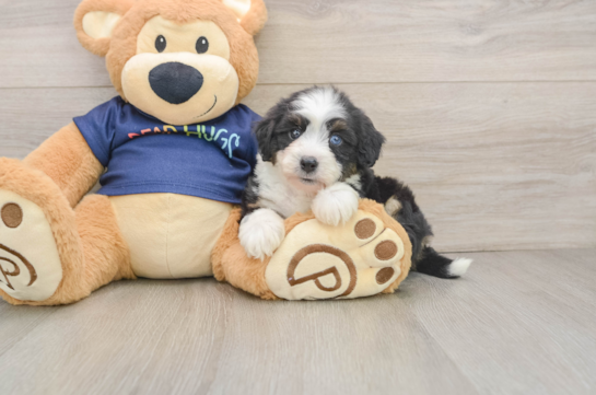 Best Mini Aussiedoodle Baby