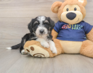 8 week old Mini Aussiedoodle Puppy For Sale - Windy City Pups