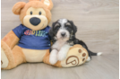 Hypoallergenic Aussiepoo Poodle Mix Puppy