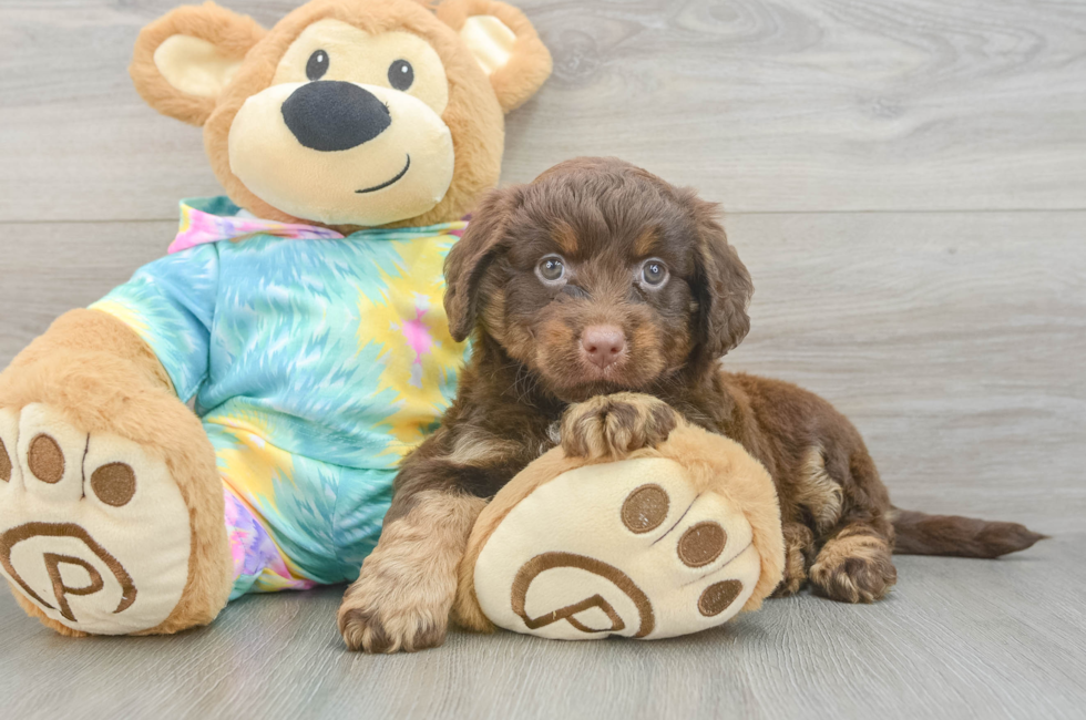 5 week old Mini Aussiedoodle Puppy For Sale - Windy City Pups