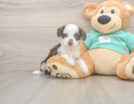 7 week old Mini Aussiedoodle Puppy For Sale - Windy City Pups