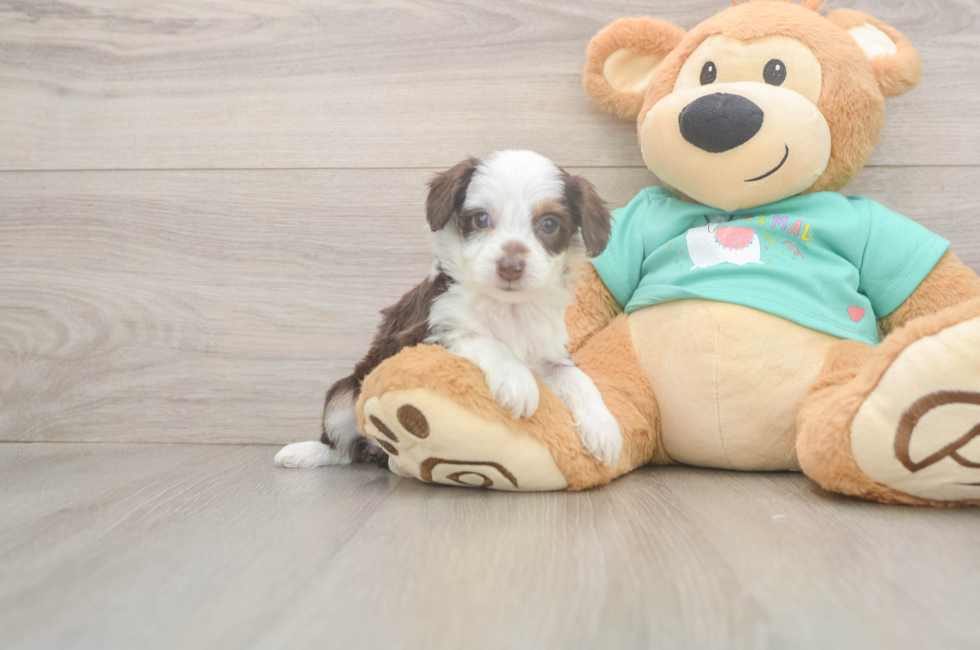 5 week old Mini Aussiedoodle Puppy For Sale - Windy City Pups