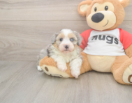 7 week old Mini Aussiedoodle Puppy For Sale - Windy City Pups