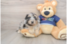 Mini Aussiedoodle Puppy for Adoption
