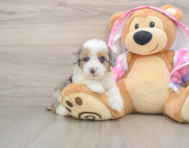 8 week old Mini Aussiedoodle Puppy For Sale - Windy City Pups