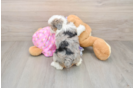 Happy Mini Aussiedoodle Baby