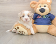 8 week old Mini Aussiedoodle Puppy For Sale - Windy City Pups