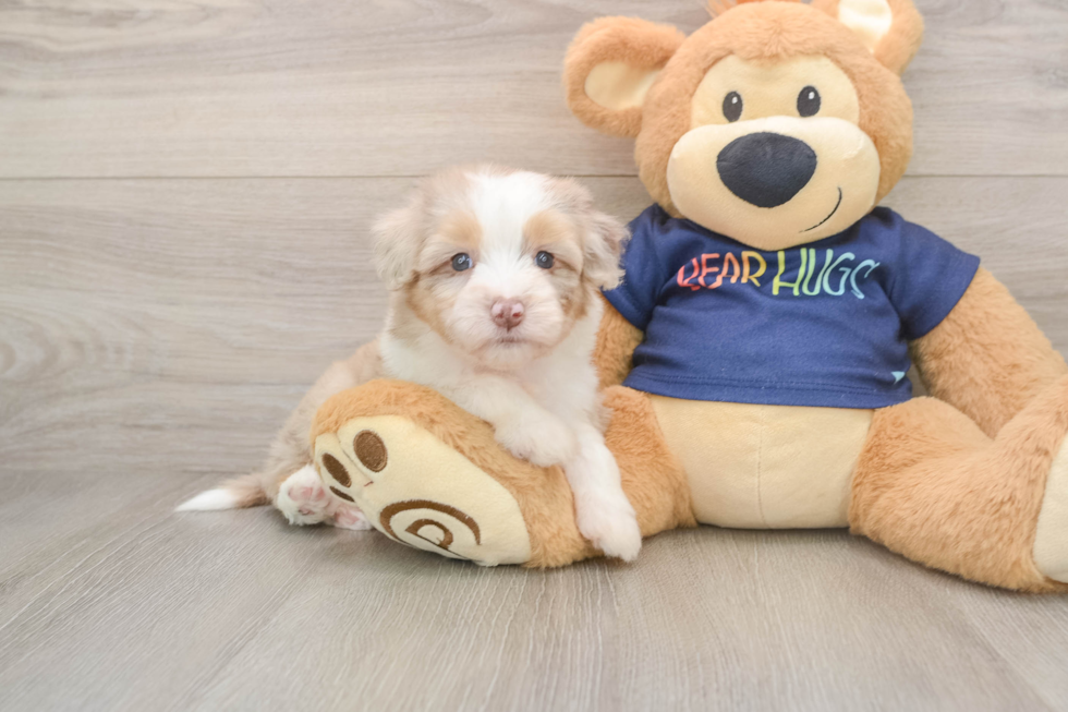 Sweet Mini Aussiedoodle Baby