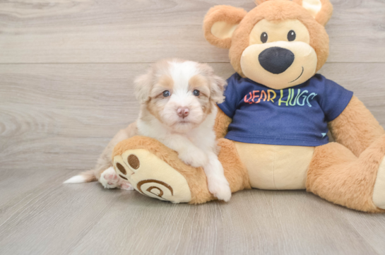 Sweet Mini Aussiedoodle Baby