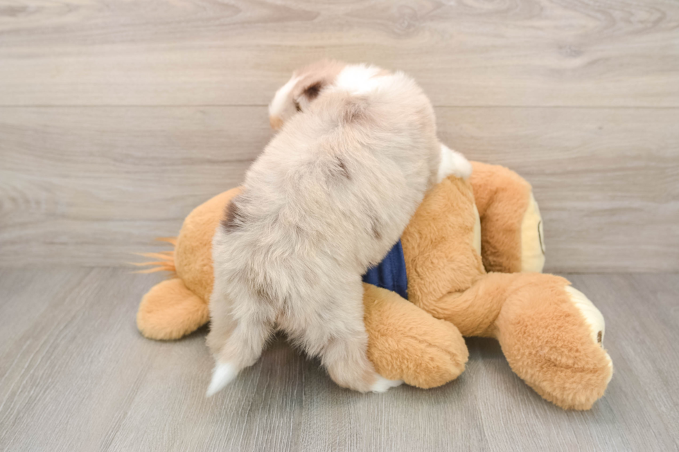 Mini Aussiedoodle Puppy for Adoption