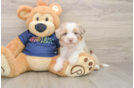 Friendly Mini Aussiedoodle Baby