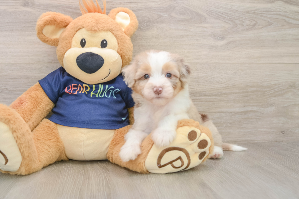 Friendly Mini Aussiedoodle Baby
