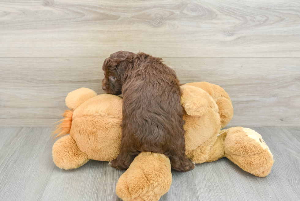 Fluffy Mini Aussiedoodle Poodle Mix Pup