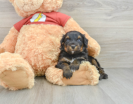 6 week old Mini Aussiedoodle Puppy For Sale - Windy City Pups