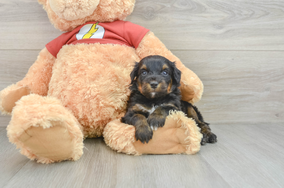 6 week old Mini Aussiedoodle Puppy For Sale - Windy City Pups