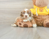 8 week old Mini Aussiedoodle Puppy For Sale - Windy City Pups