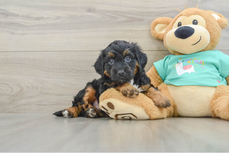 Best Mini Aussiedoodle Baby
