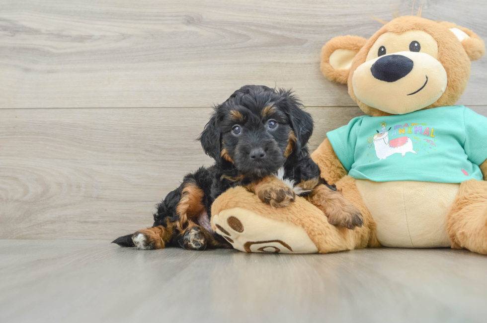 6 week old Mini Aussiedoodle Puppy For Sale - Windy City Pups