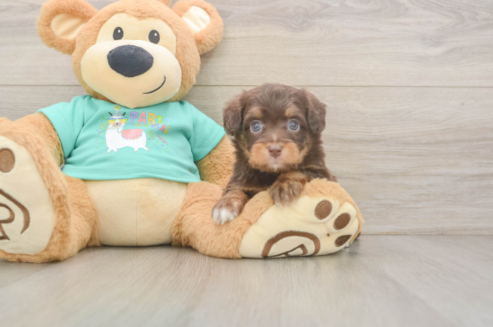 5 week old Mini Aussiedoodle Puppy For Sale - Windy City Pups