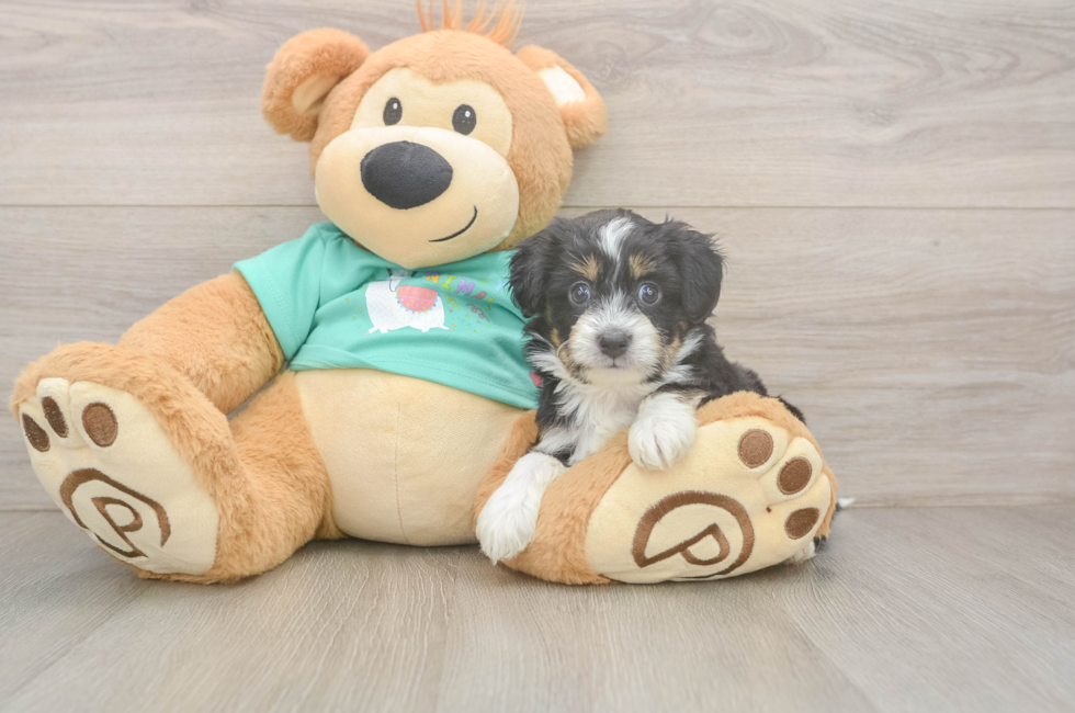 5 week old Mini Aussiedoodle Puppy For Sale - Windy City Pups