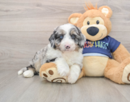 5 week old Mini Aussiedoodle Puppy For Sale - Windy City Pups
