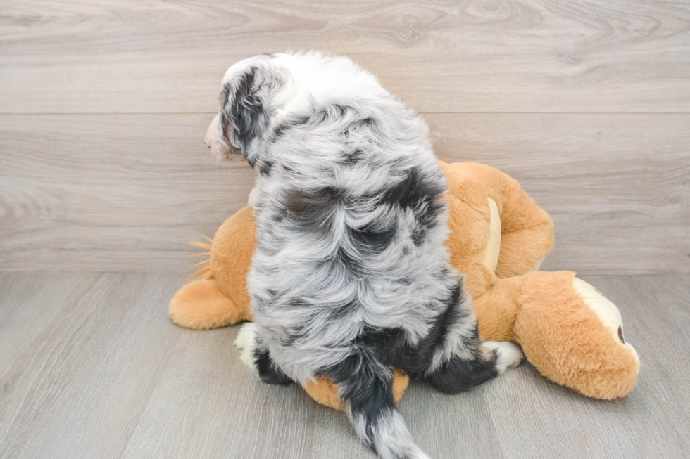 Funny Mini Aussiedoodle Poodle Mix Pup