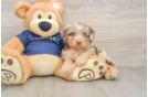 Best Mini Aussiedoodle Baby