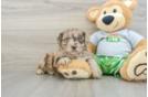 Mini Aussiedoodle Puppy for Adoption